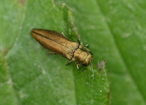 Réf. 206 099 : Agrilus sp.